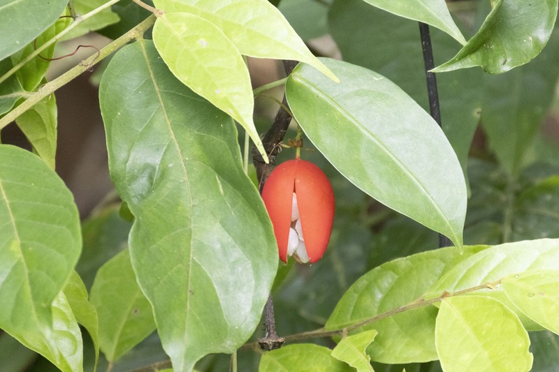 Adenia penangiana photo 2