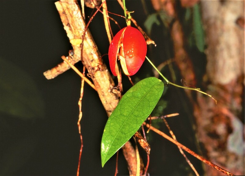Adenia penangiana photo 4