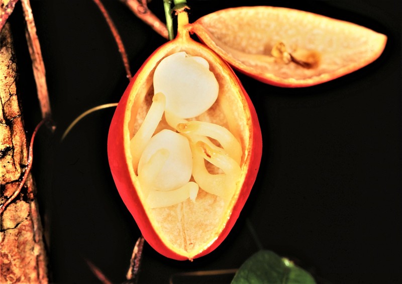 Adenia penangiana photo 6