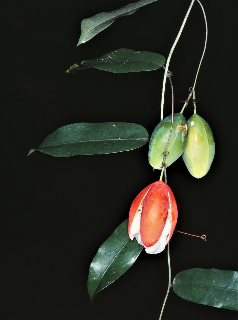 Adenia penangiana photo 7