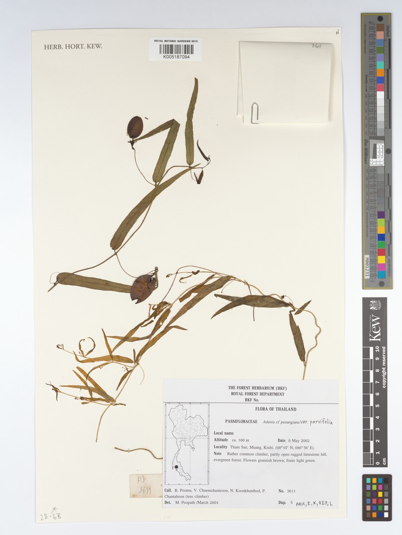 Adenia penangiana photo 8