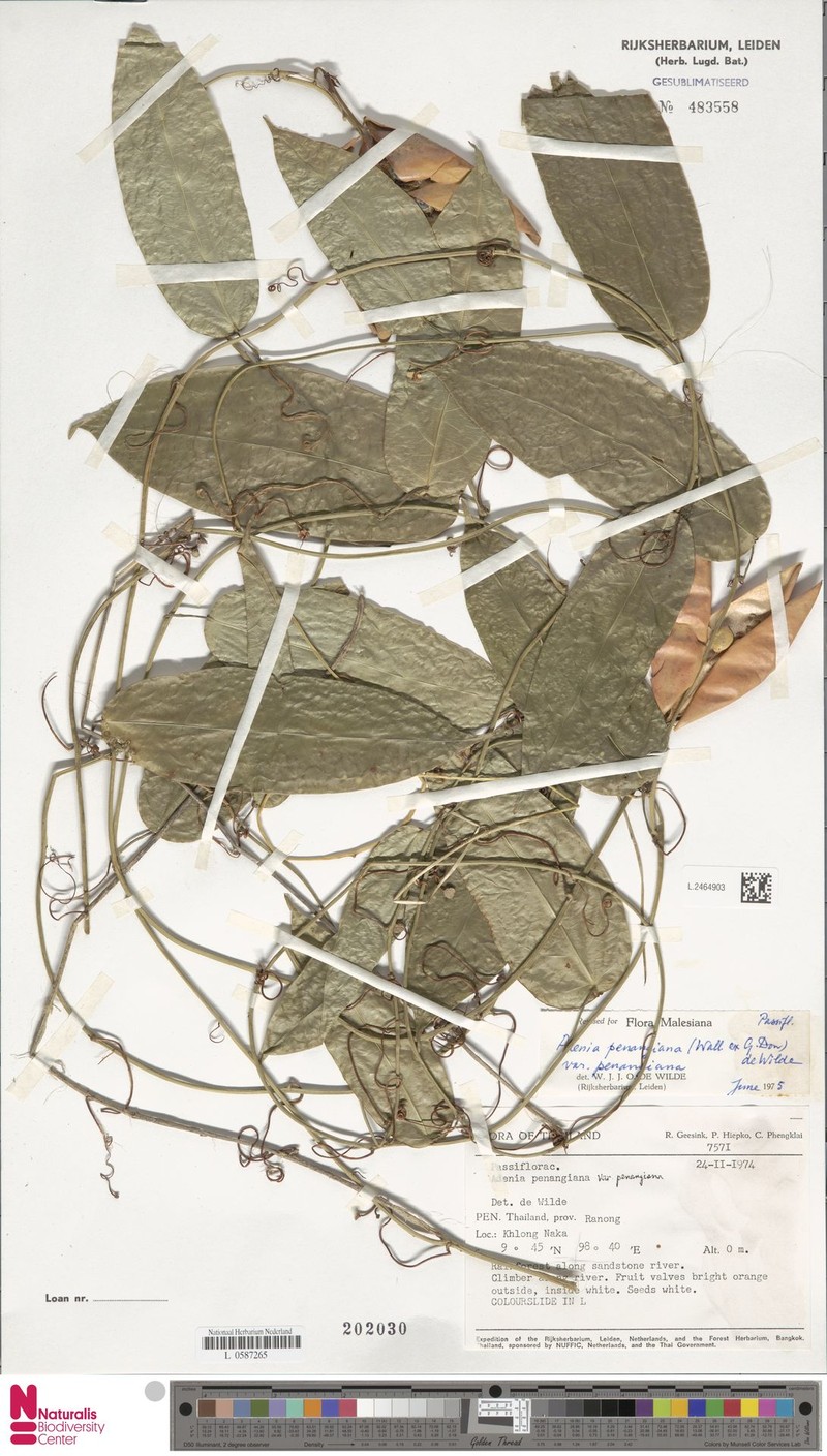 Adenia penangiana var. penangiana