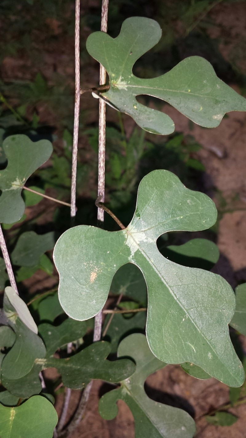 Adenia perrieri