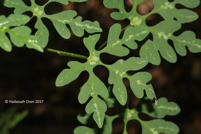 Adenia perrieri photo 2