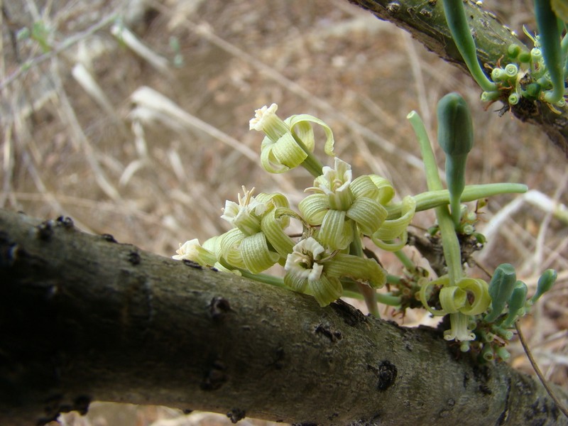 Adenia perrieri photo 3