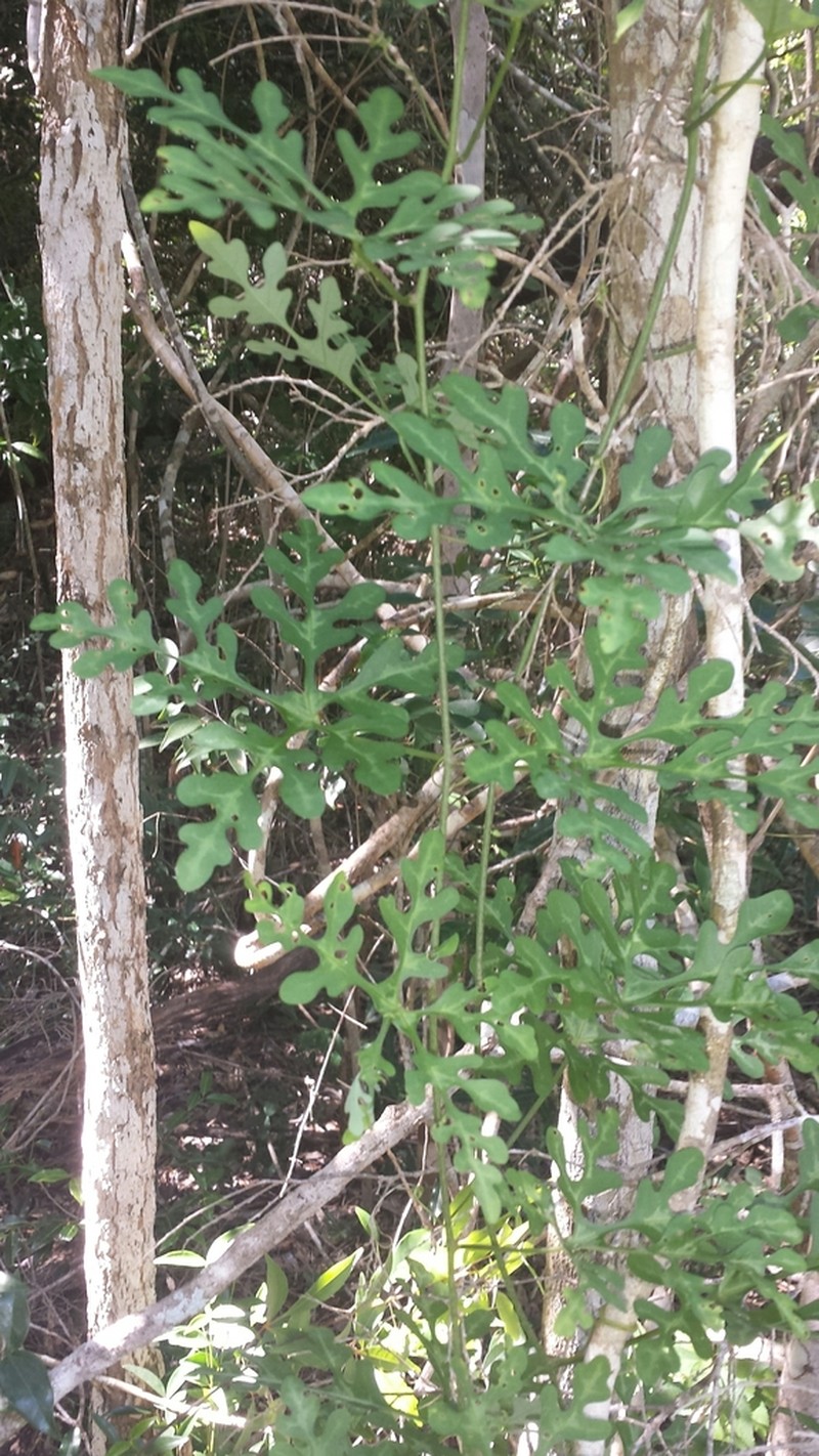 Adenia perrieri photo 4