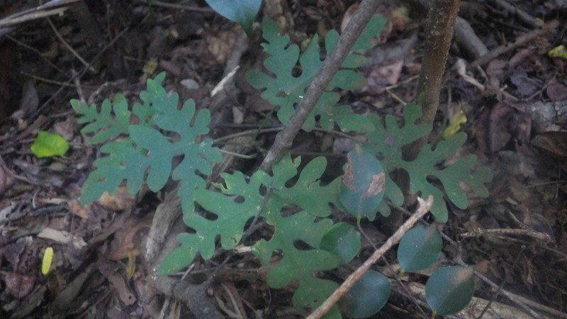 Adenia perrieri photo 5