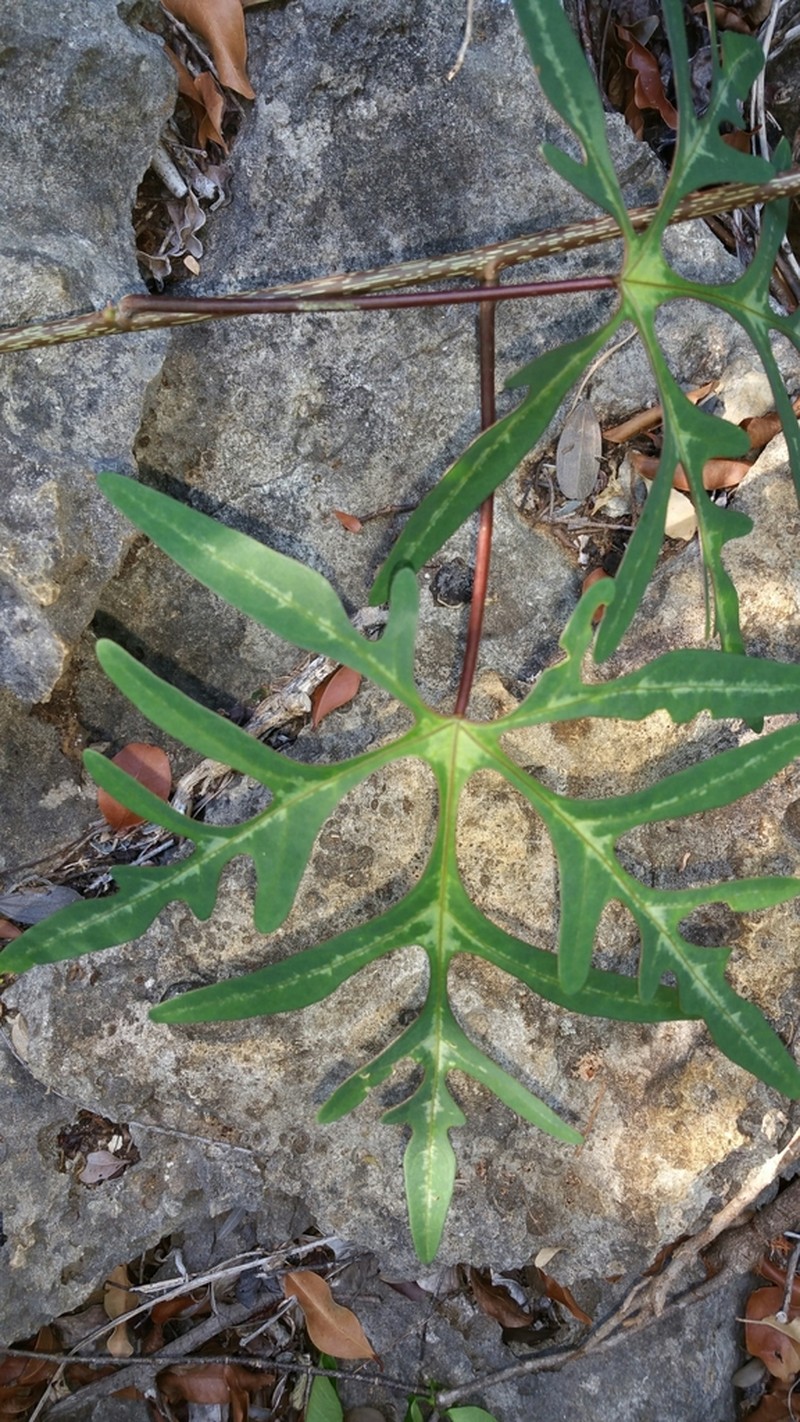 Adenia perrieri photo 6