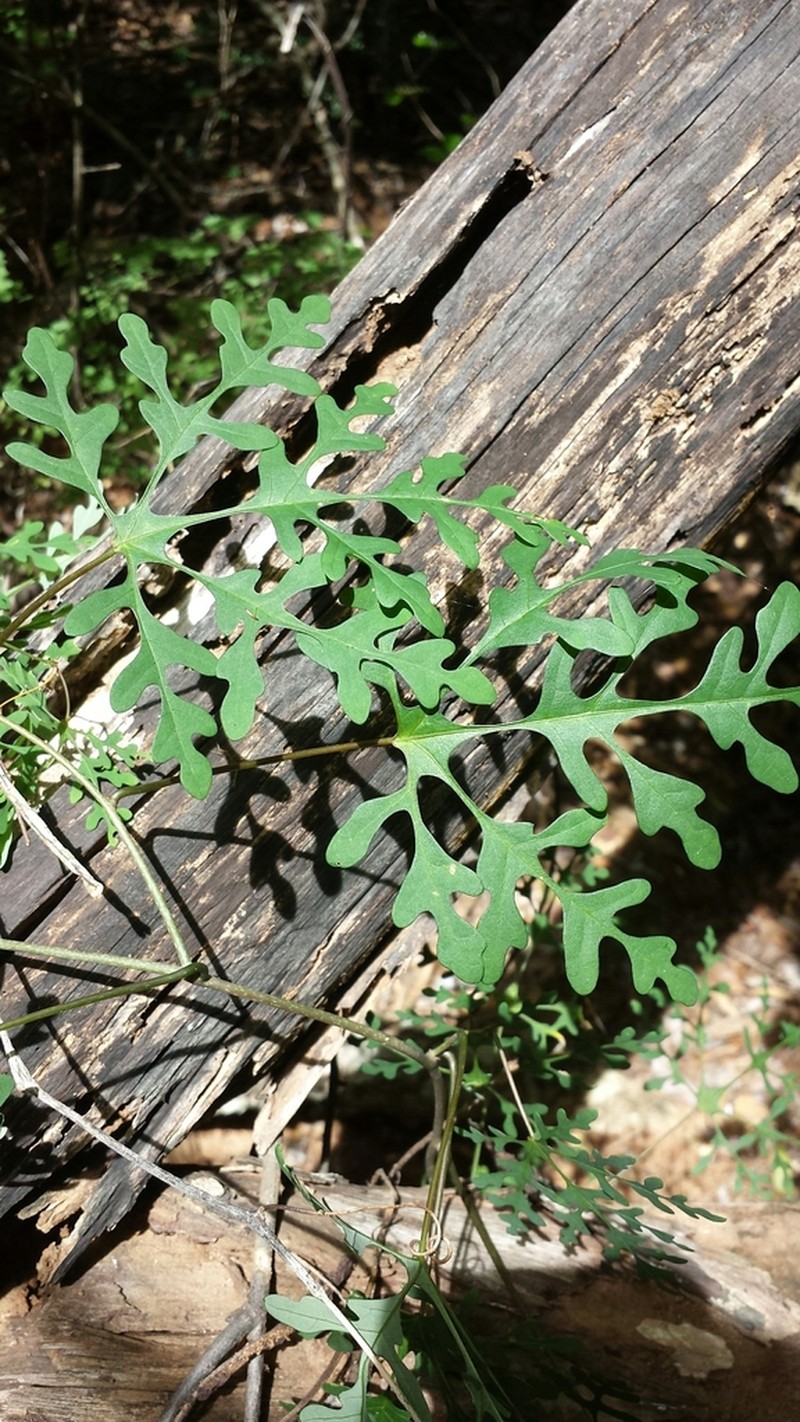 Adenia perrieri photo 7