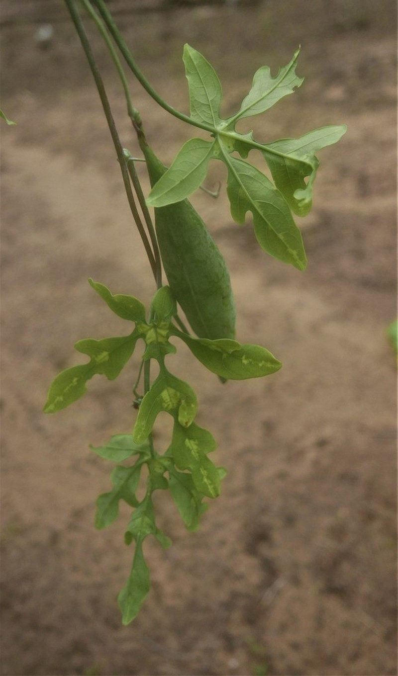 Adenia perrieri photo 8
