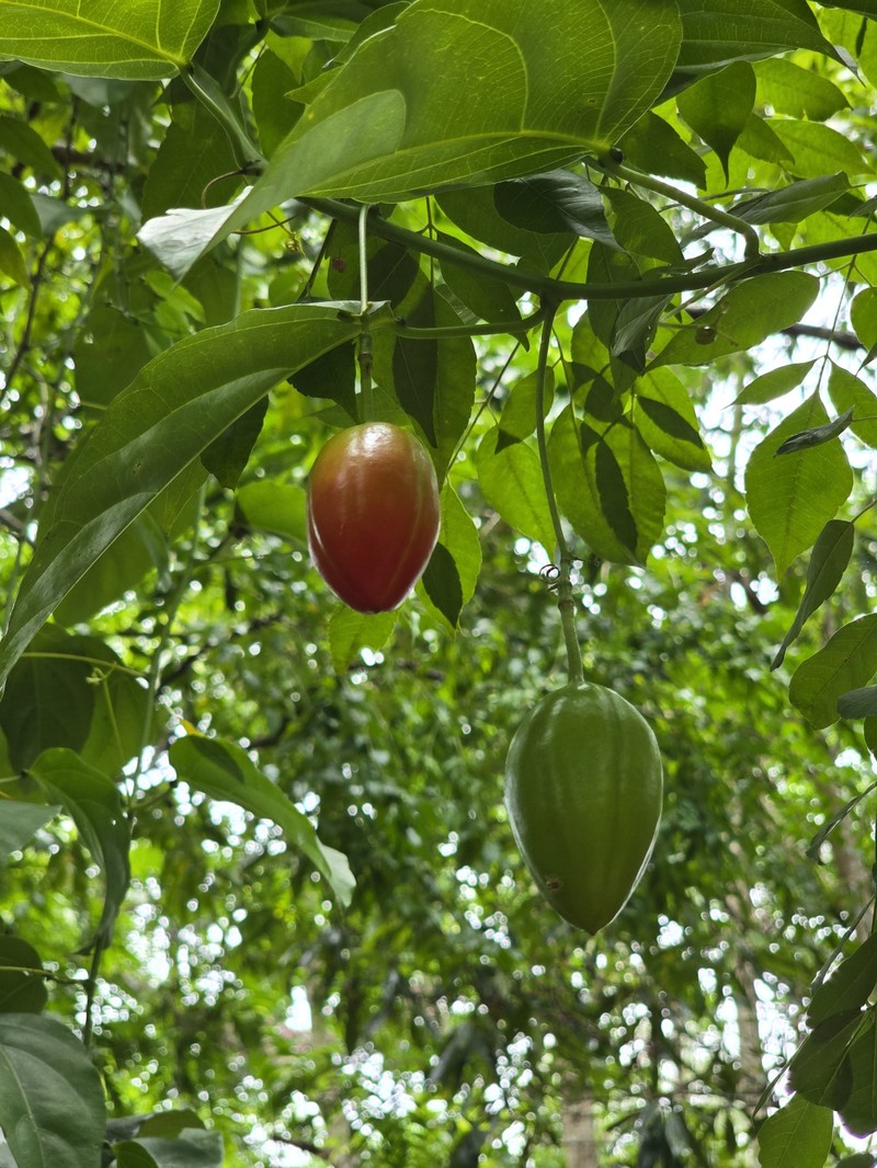 Adenia pierrei