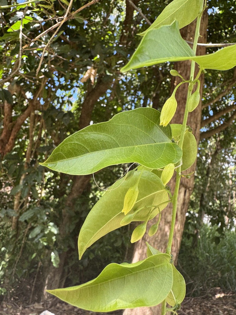 Adenia pierrei photo 2