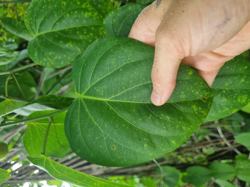 Adenia pierrei photo 3
