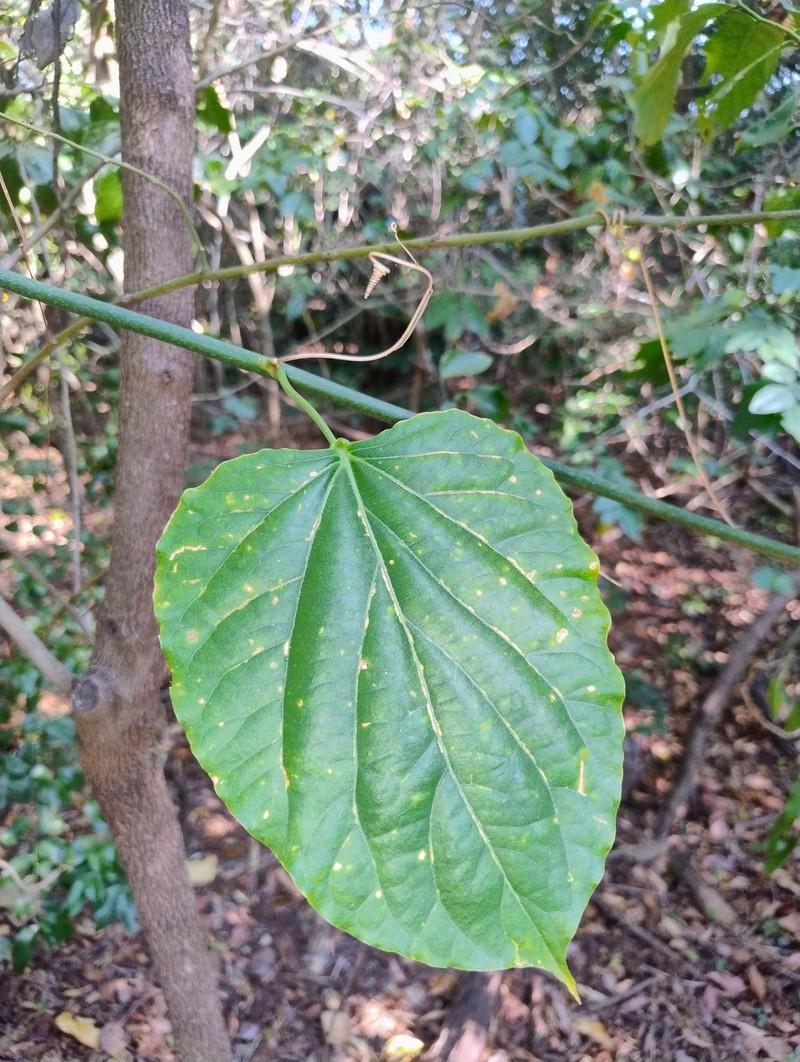Adenia pierrei photo 5