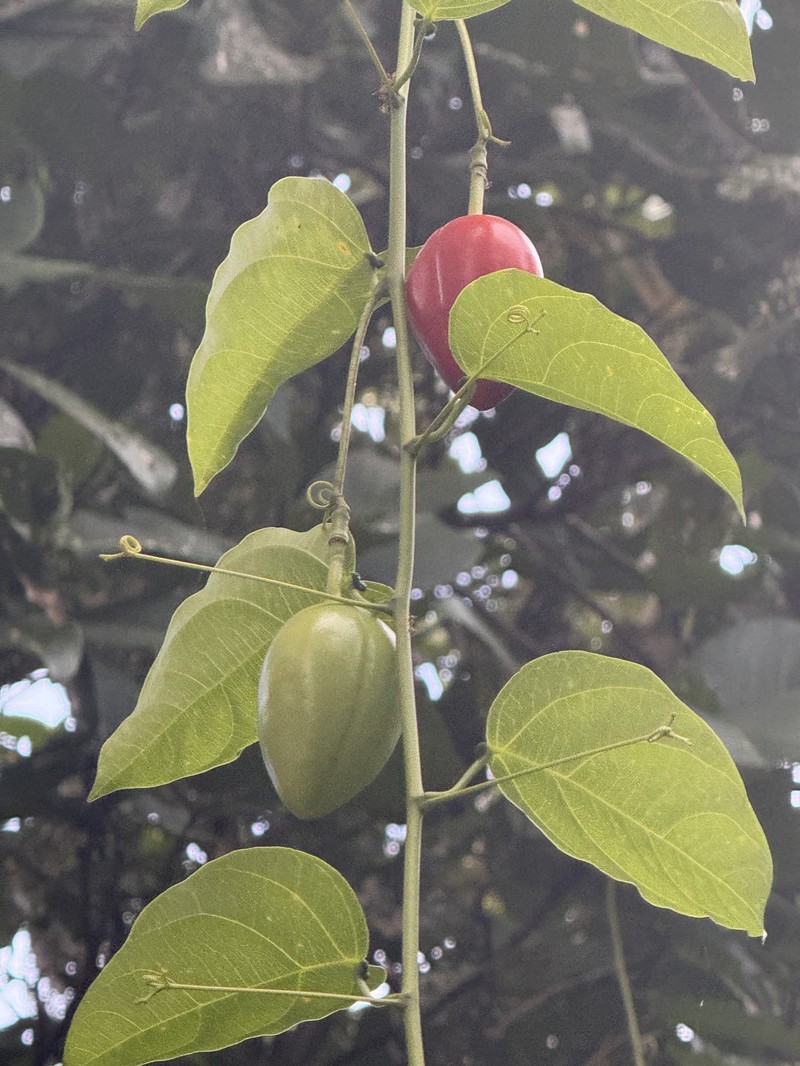 Adenia pierrei photo 8