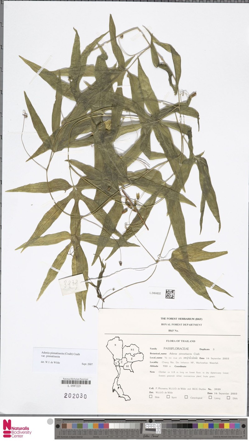 Adenia pinnatisecta var. pinnatisecta