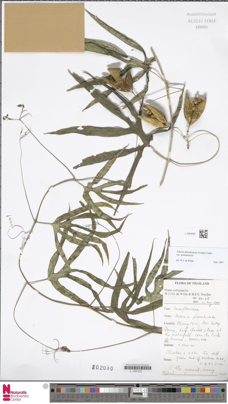 Adenia pinnatisecta var. pinnatisecta photo 2