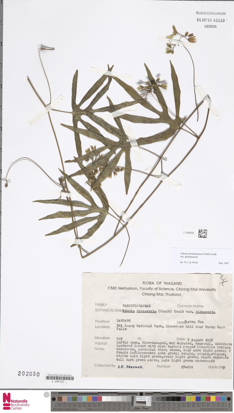 Adenia pinnatisecta var. pinnatisecta photo 3