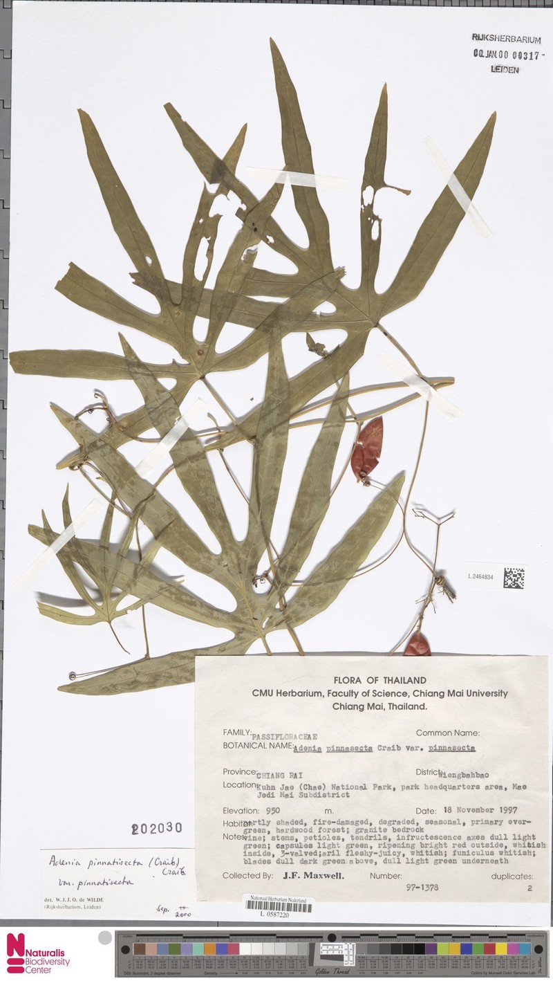 Adenia pinnatisecta var. pinnatisecta photo 4