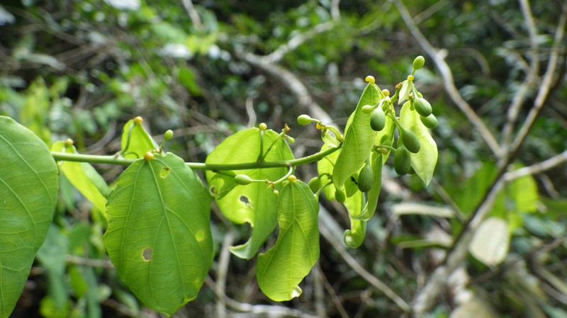 Adenia poggei