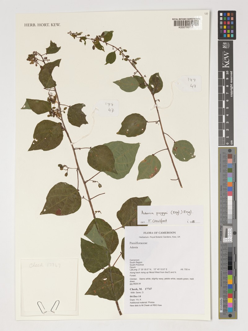 Adenia poggei photo 2
