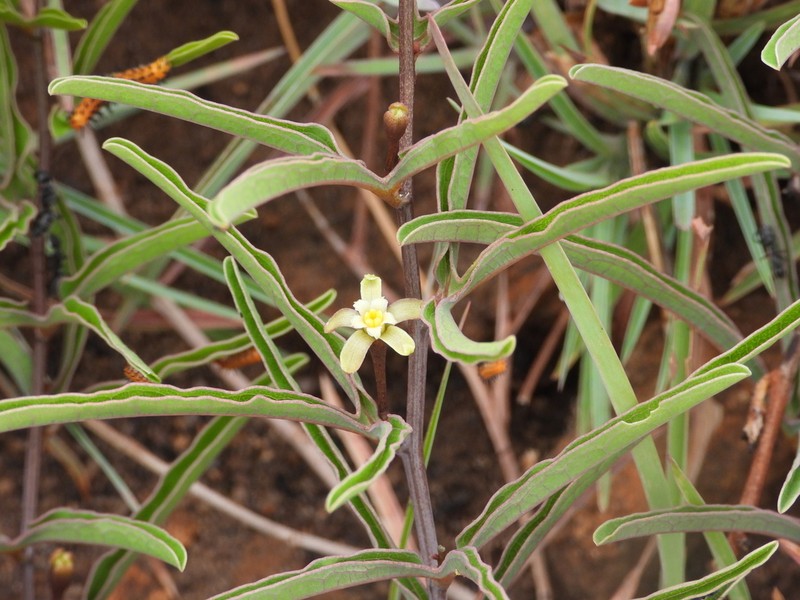Adenia pyromorpha