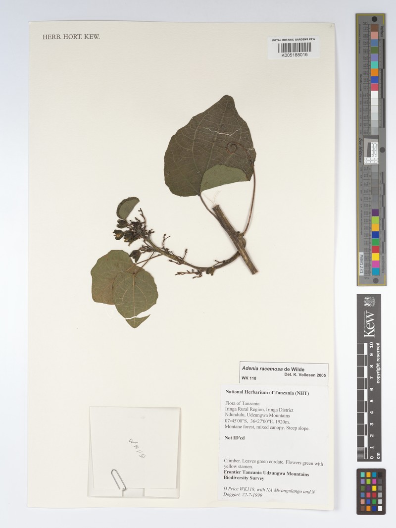 Adenia racemosa