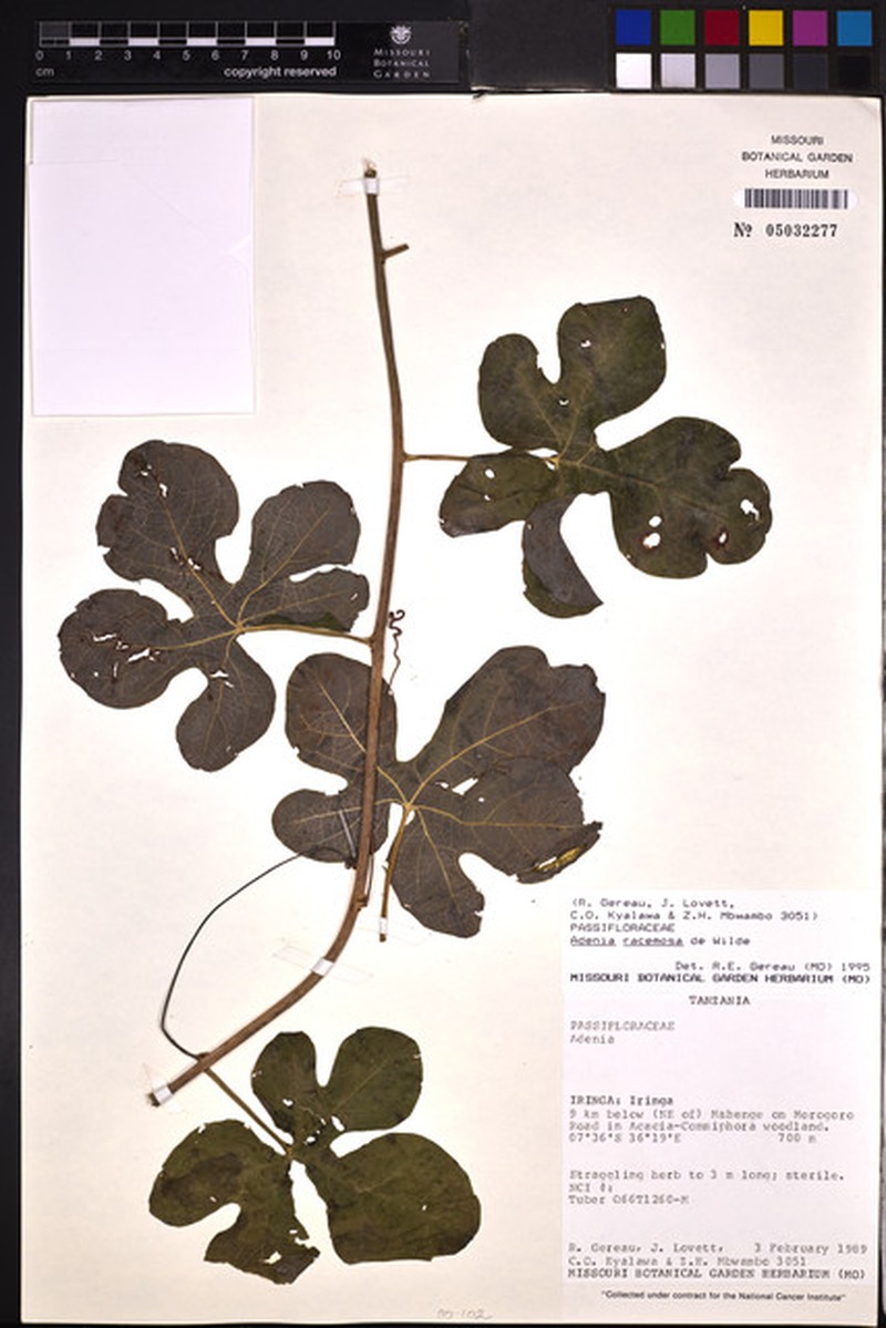 Adenia racemosa photo 2