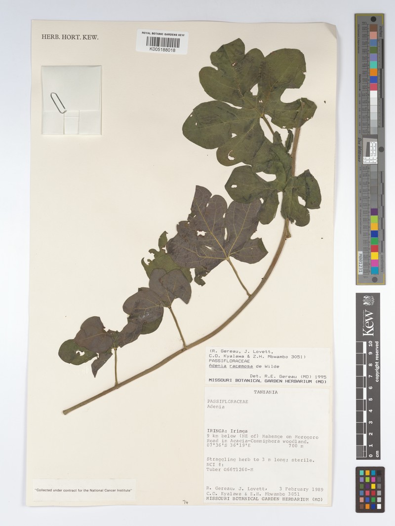 Adenia racemosa photo 3