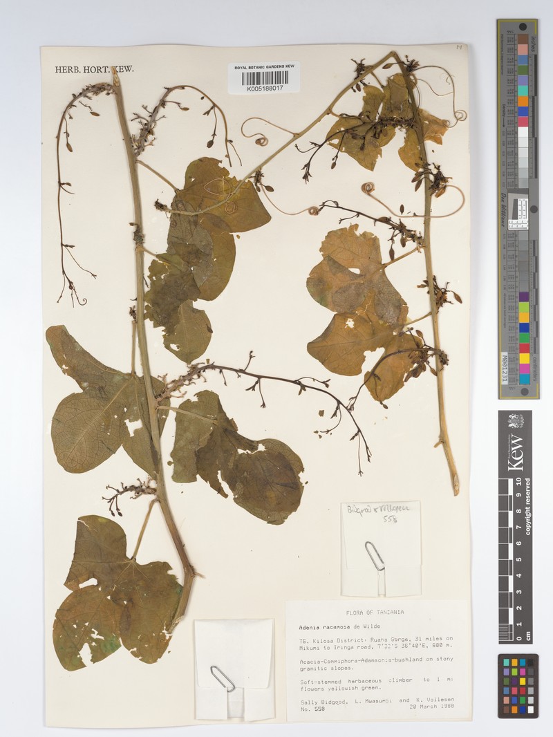 Adenia racemosa photo 4