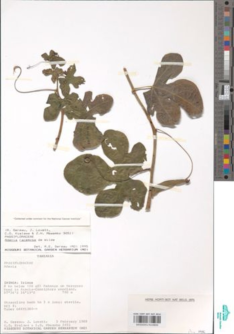Adenia racemosa photo 5