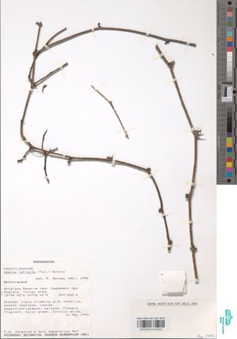 Adenia refracta