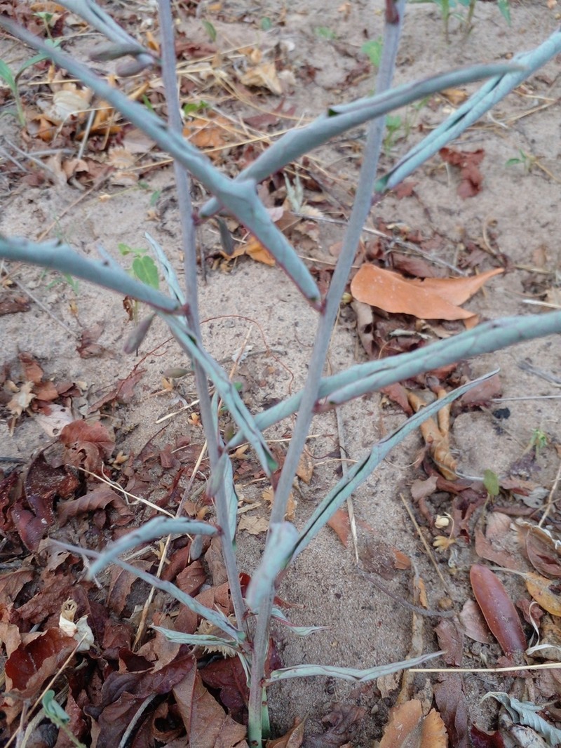 Adenia repanda photo 2