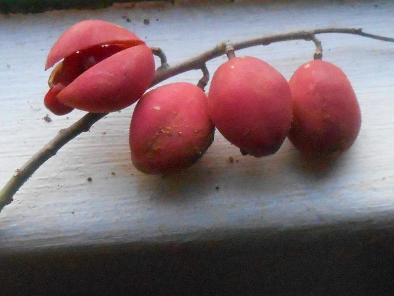 Adenia repanda photo 3
