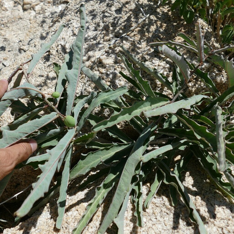 Adenia repanda photo 4