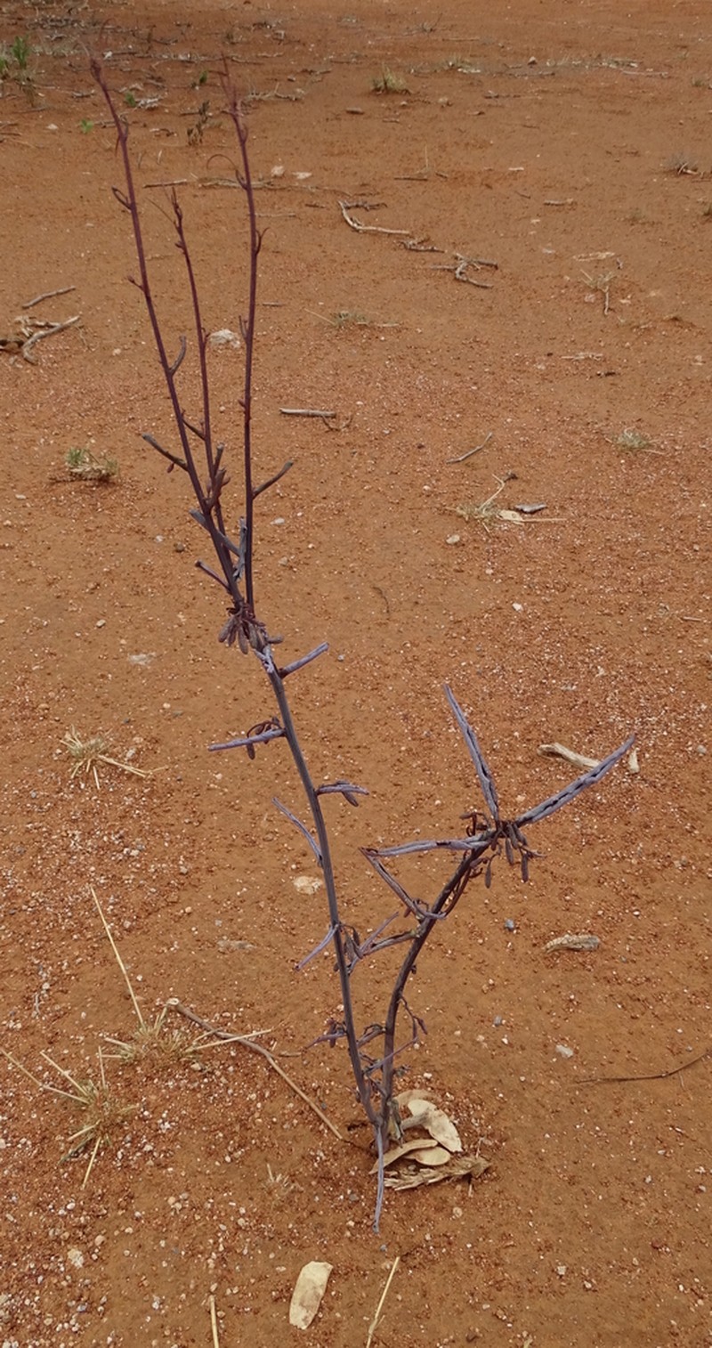 Adenia repanda photo 5