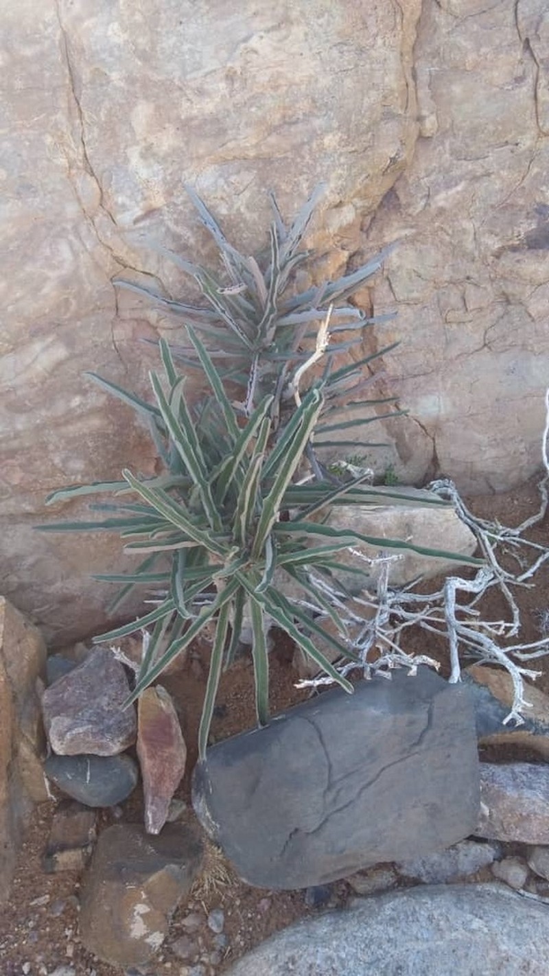 Adenia repanda photo 6