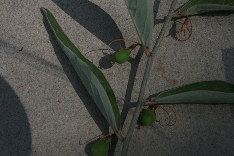 Adenia repanda photo 7