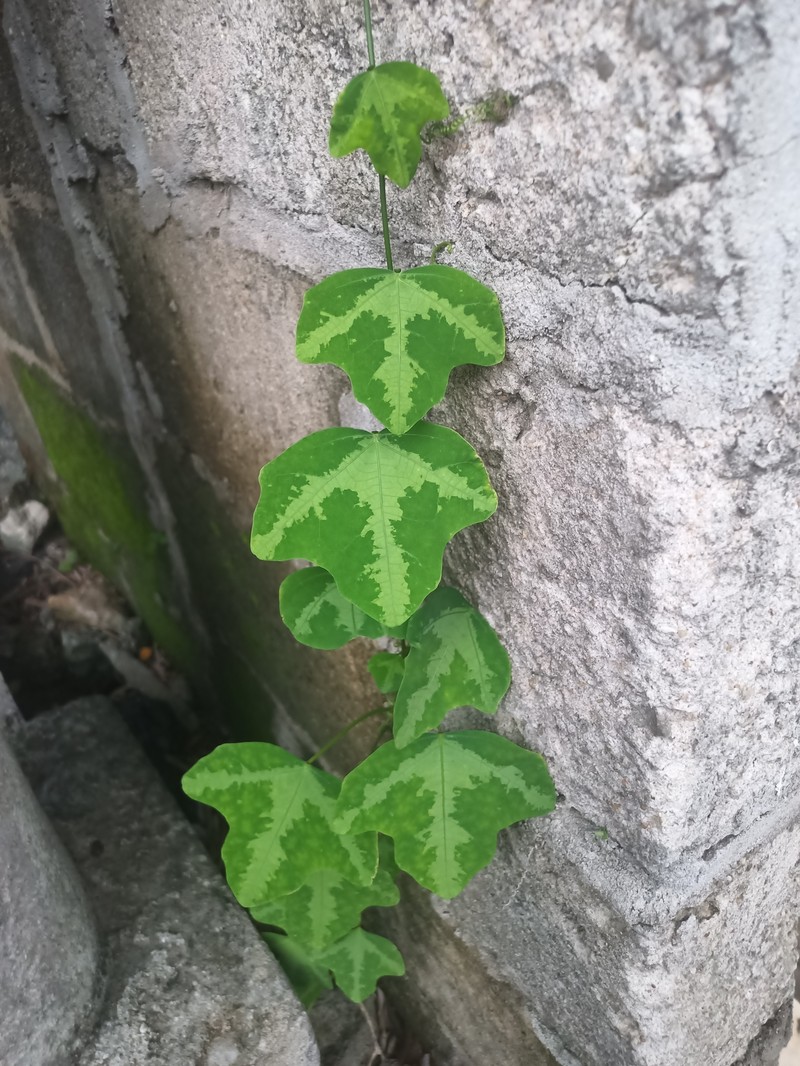 Adenia reticulata