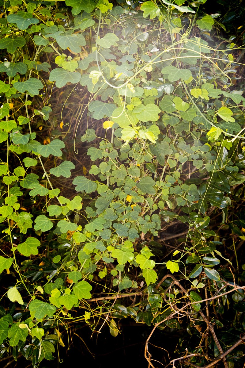 Adenia reticulata photo 3