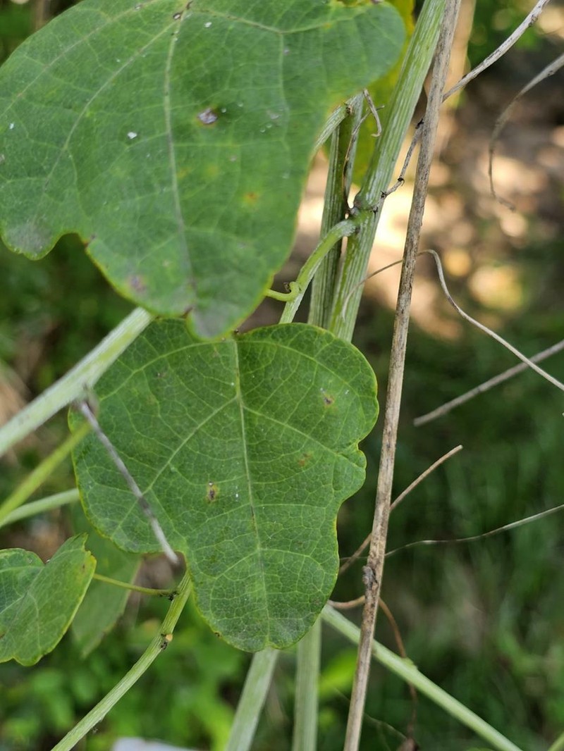Adenia reticulata photo 5
