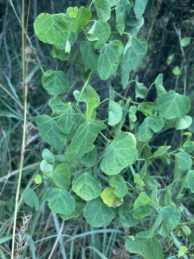 Adenia reticulata photo 6