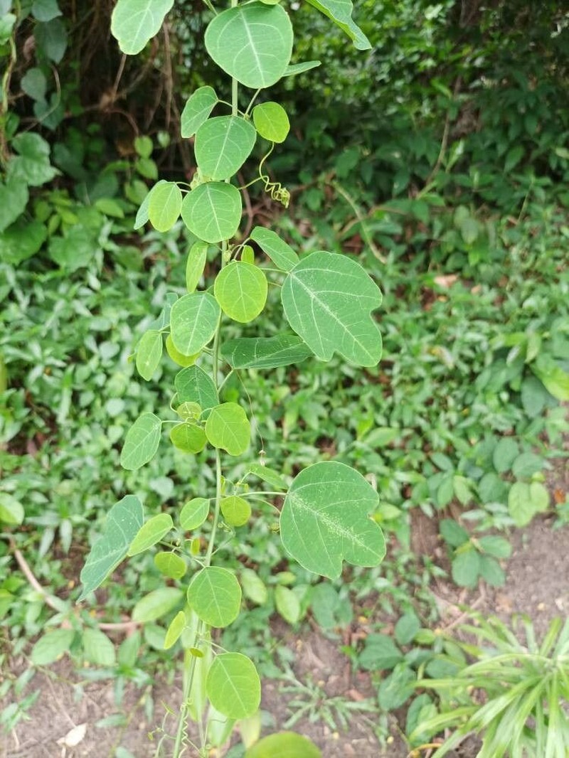 Adenia reticulata photo 7