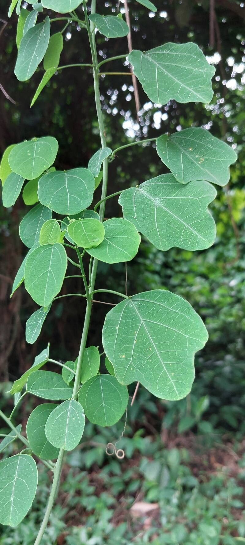 Adenia reticulata photo 8