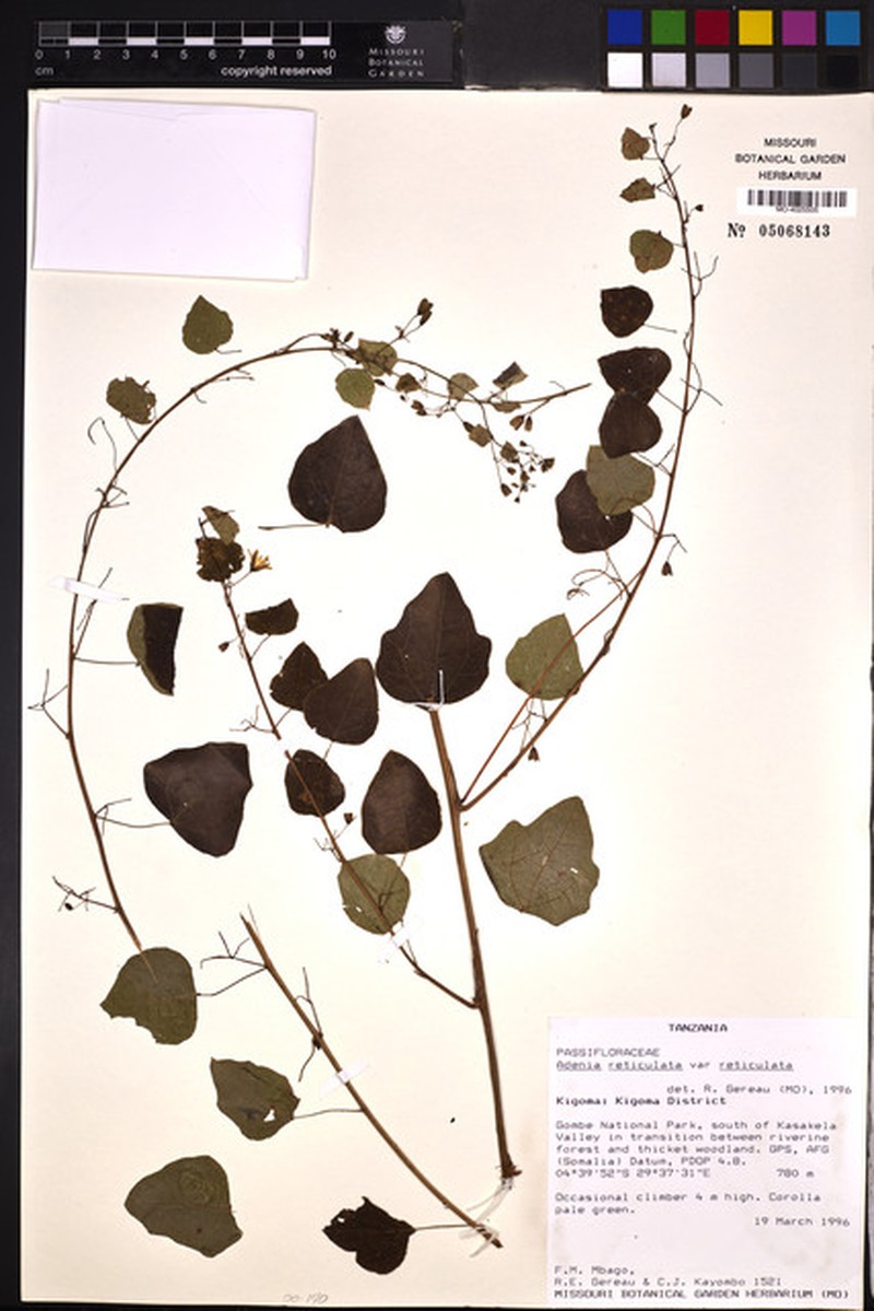 Adenia reticulata var. reticulata