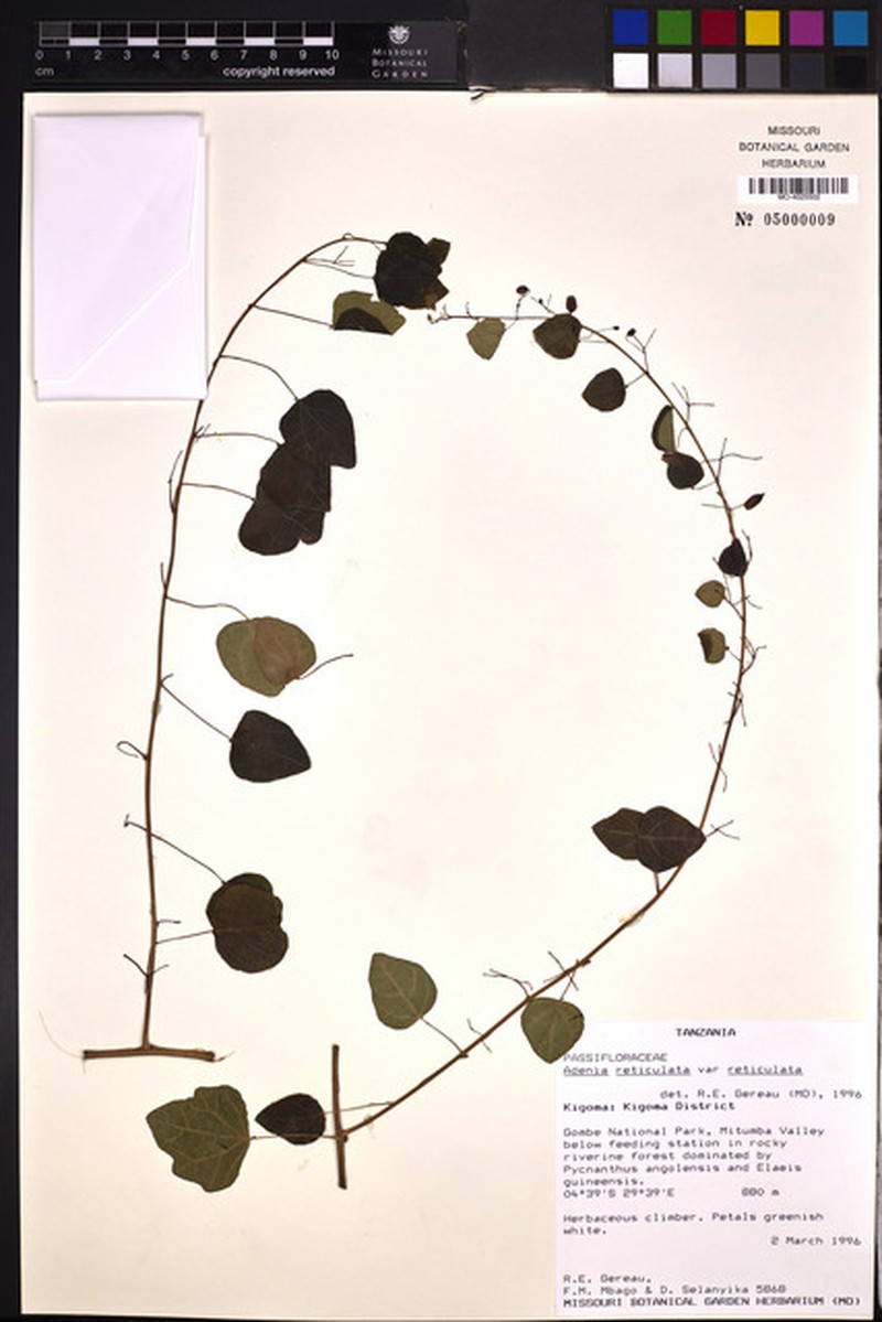 Adenia reticulata var. reticulata photo 2