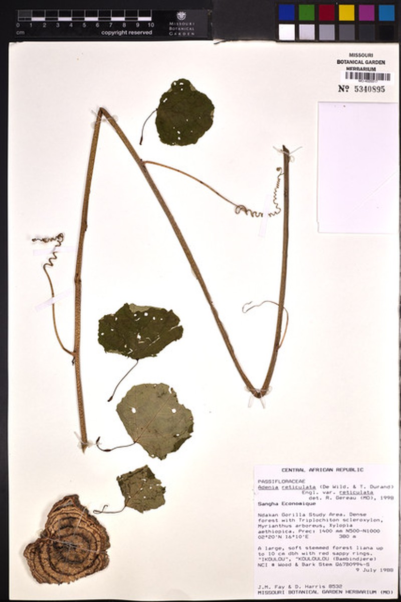 Adenia reticulata var. reticulata photo 3