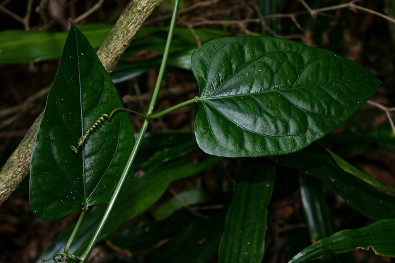 Adenia rumicifolia