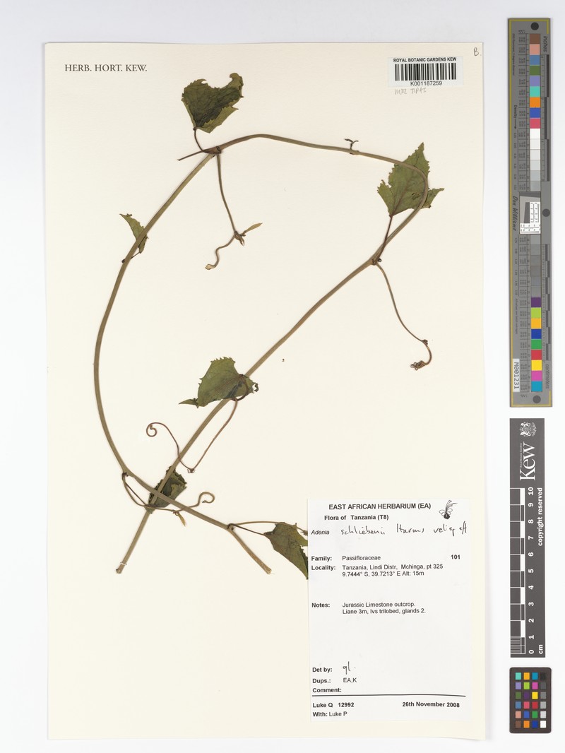 Adenia schliebenii