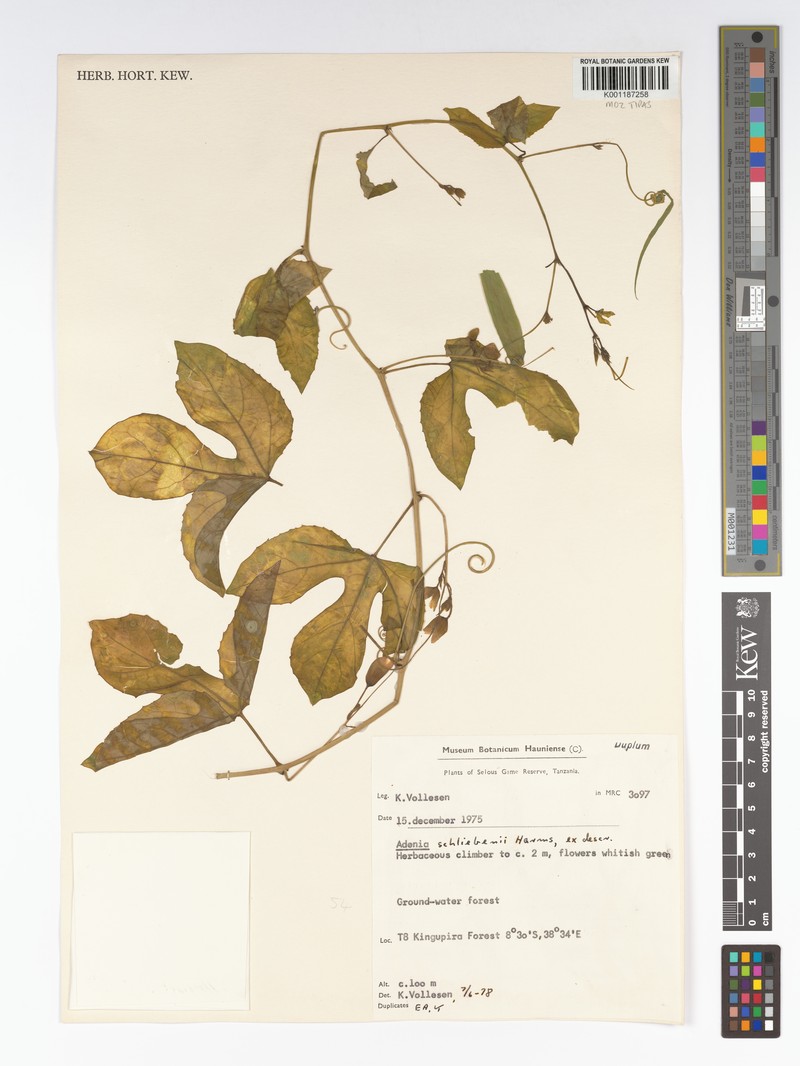 Adenia schliebenii photo 2